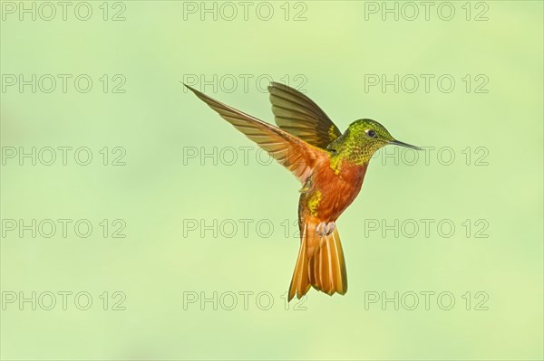 Chestnut-breasted Coronet