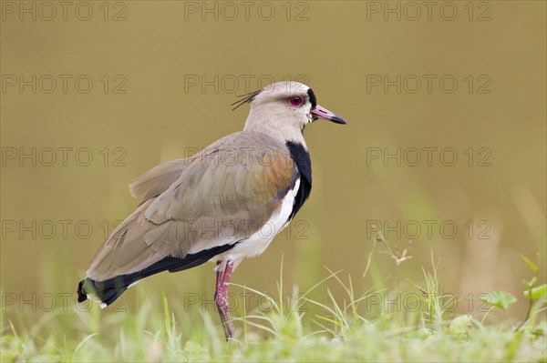 Southern Lapwing