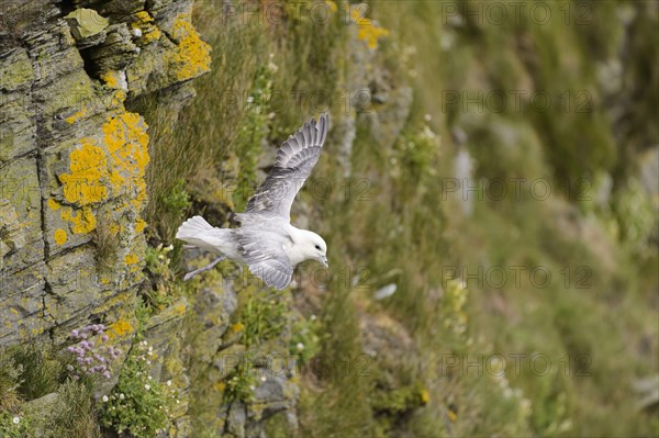 Northern northern fulmar