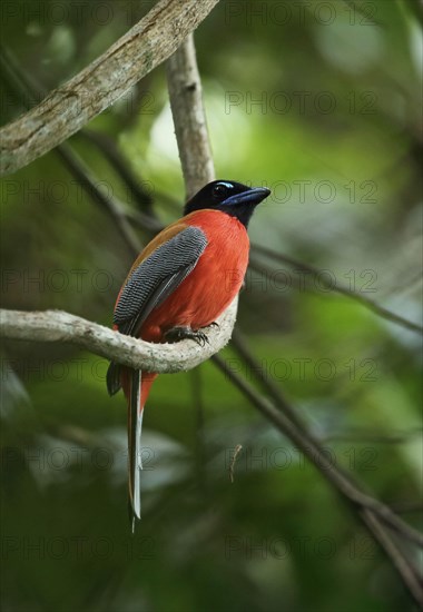 Scarlet-rumped trogon