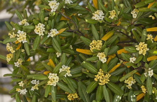 Japanese pittosporum