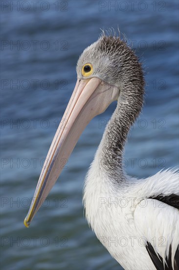 Australian Pelican