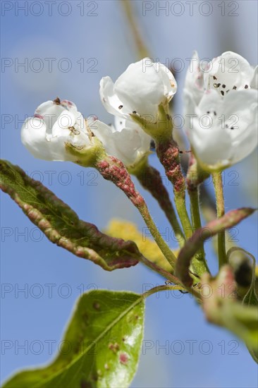 Early blisters of the pear leaf blister mite