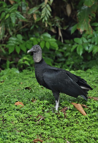 American Black Vulture