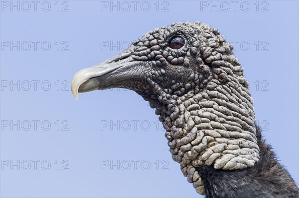 American Black Vulture