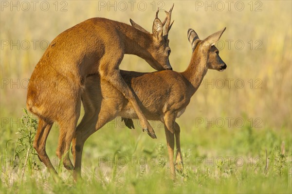 Western Roe Deer