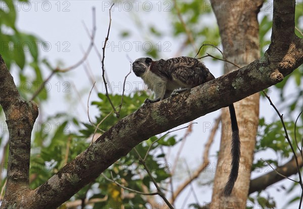 Geoffroy's Tamarin