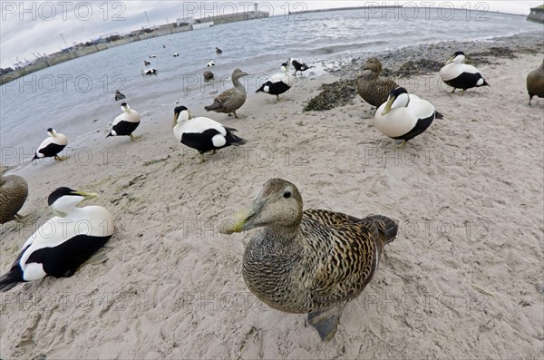 Common Eider