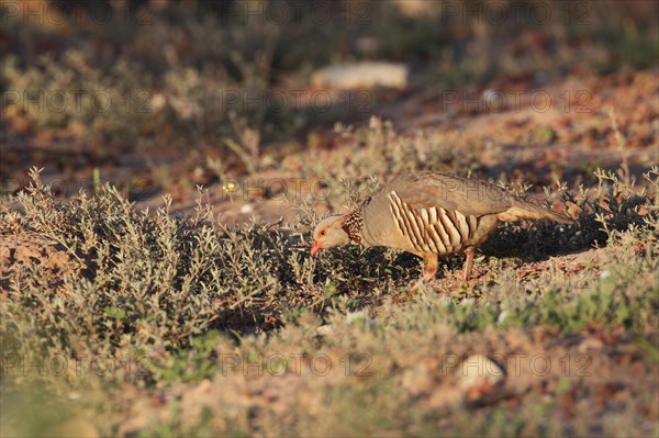 Barbary Partridge