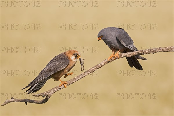 Red-footed falcon