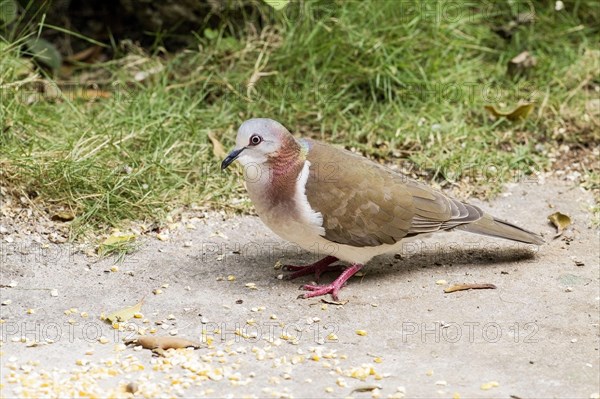 White-winged Dove