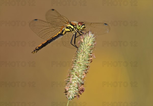 Black black darter