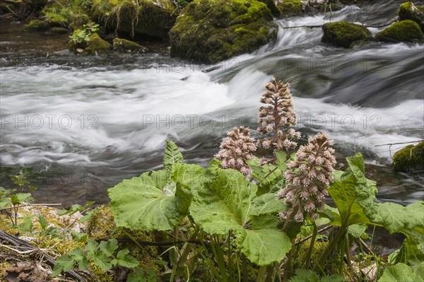 Butterbur