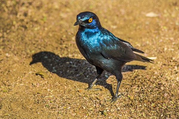 Glossy Starling