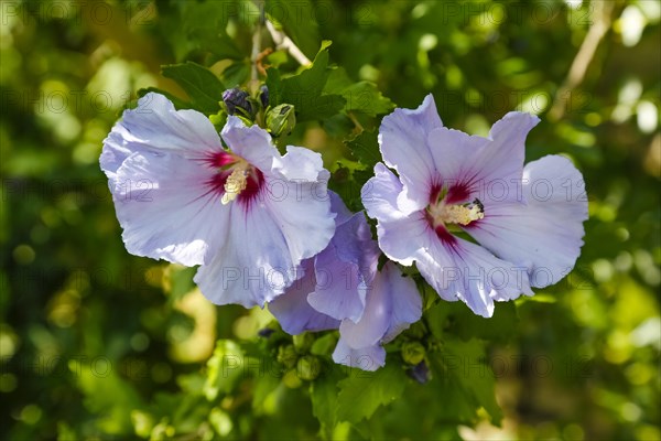 Hibiskus