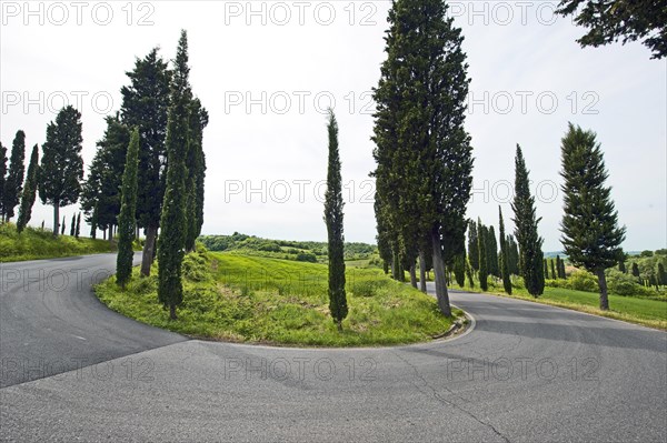 Cypresses