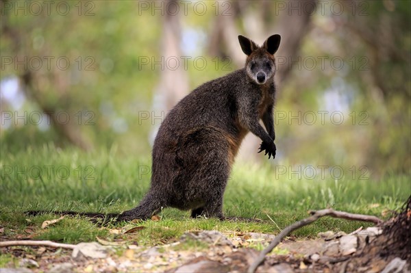 Swamp wallaby