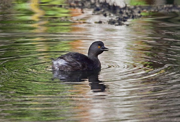 Little Grebe