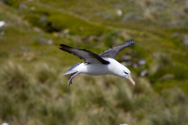 Black-browed Albatross