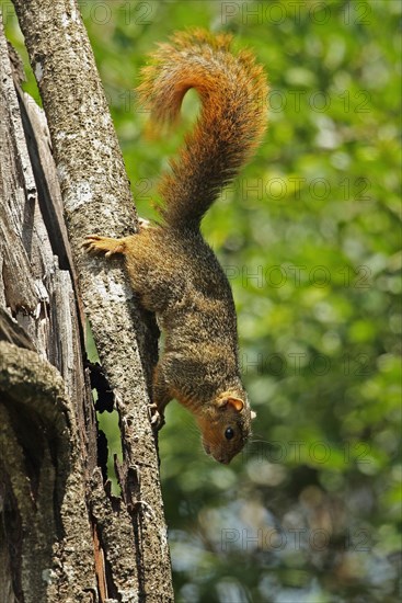 Red bush squirrel