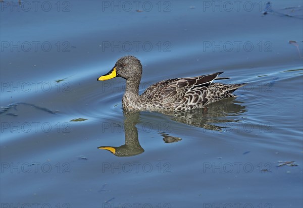 Yellow-billed Duck