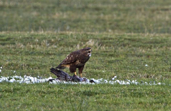 Buzzard feeding on Barnacle Goose