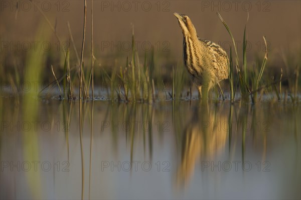 Great Bittern