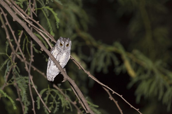 African african scops owl