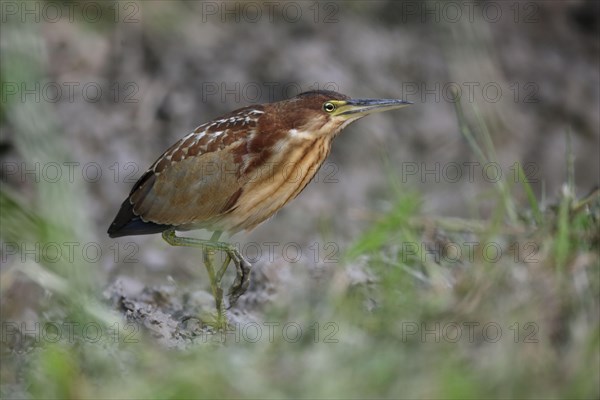 Von Schrenck's von schrenck's bittern