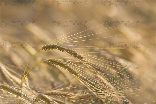 Harvest of barley
