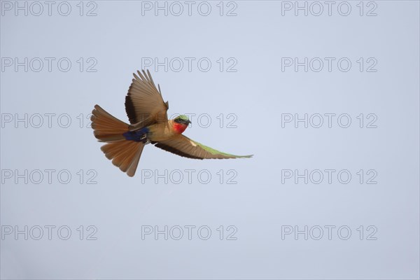 Red-throated bee-eater