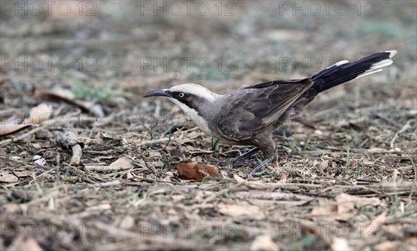 Grey-crowned Babbler