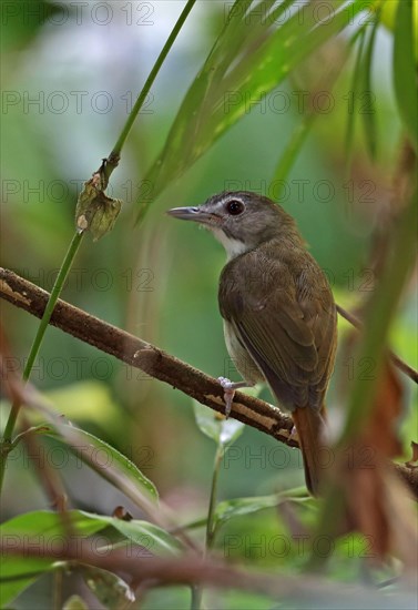 Moustached Thrush Babbler