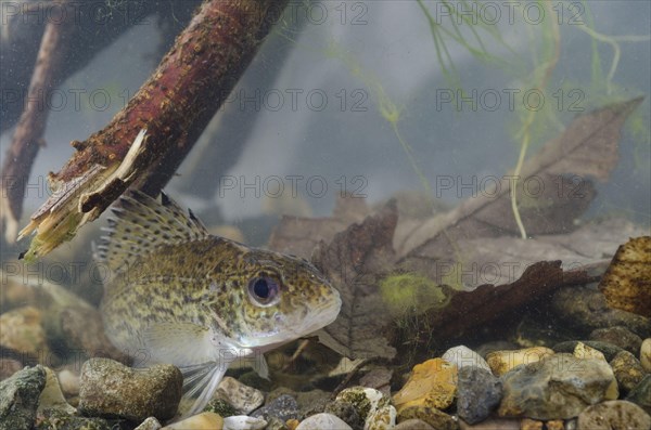 Eurasian Ruffe