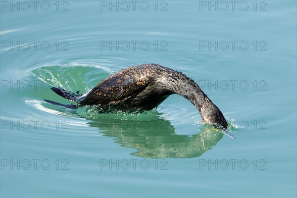 Great great cormorant