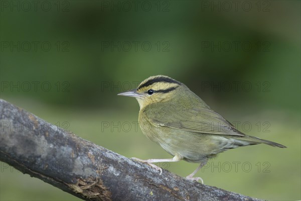 Worm-eating warbler