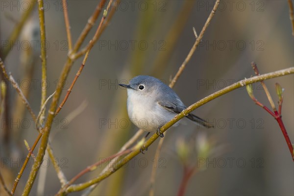 Blue-gray gnatcatcher