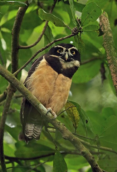 Spectacled Owl