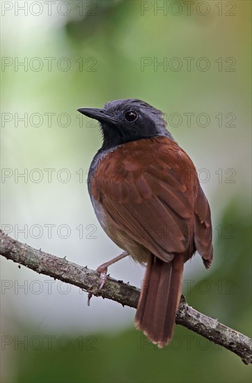 White-bellied Antbird