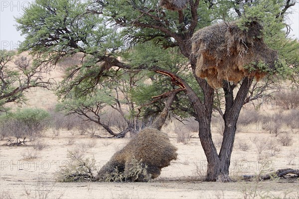 Gregarious weaver