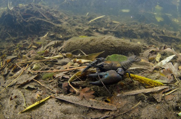 American Signal Crayfish