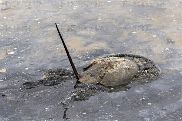 Adult Atlantic horseshoe crab in shallow water with raised tail