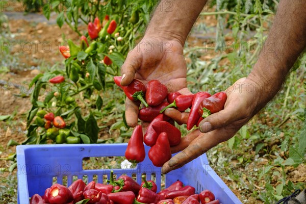 Tap de Corti bell pepper plantation