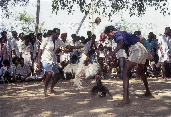 Cock Fighting near Madurai