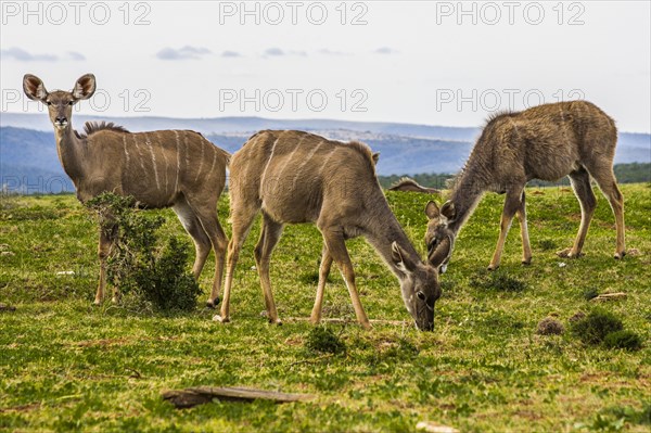 Kudu