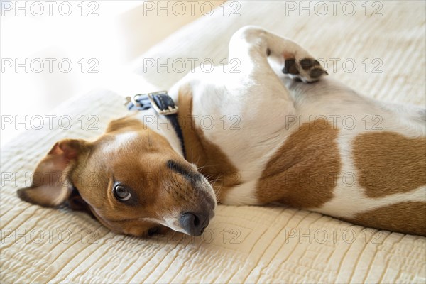 Mixed terrier dog laying playfully on the bed