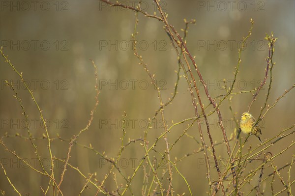 Male yellowhammer