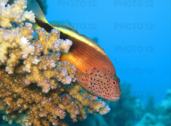 Black-sided hawkfish