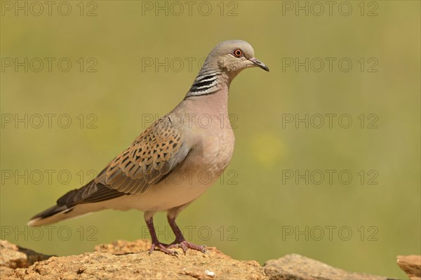 Turtle dove