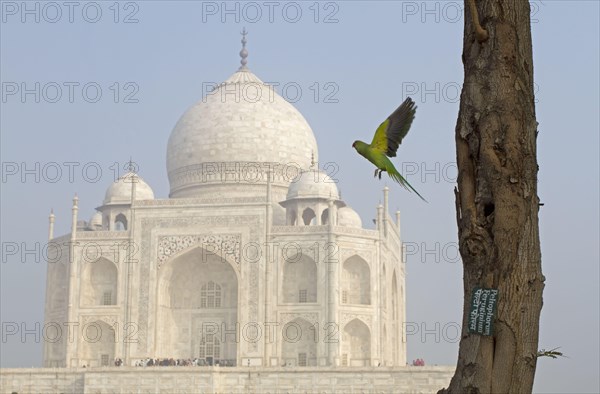 Rose-ringed Parakeet